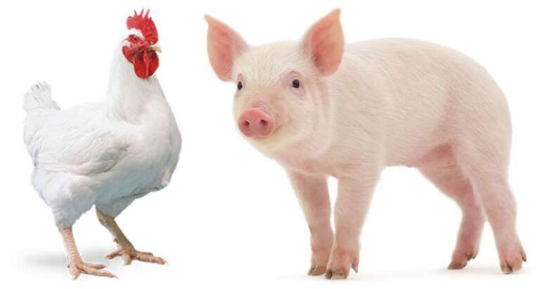 Exportações de aves e suínos tiveram alta em novembro