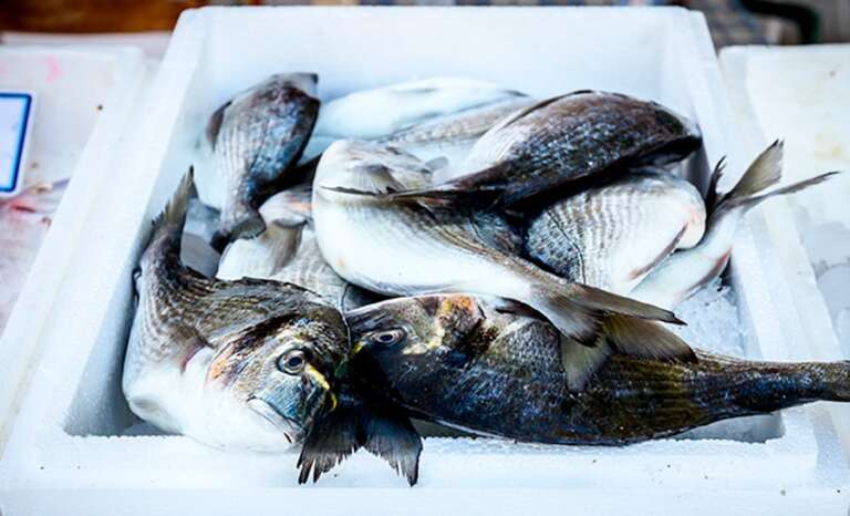 Nova análise de pescados de área atingida é divulgada