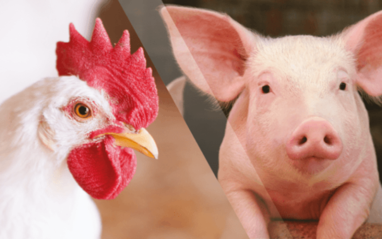 Ceva promove inclusão e doa toneladas de carne