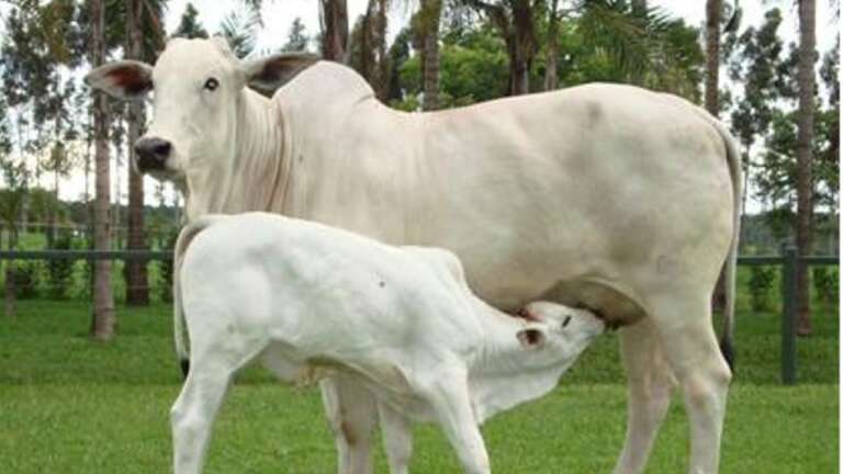 Manejo sanitário auxilia desenvolvimento do bezerro