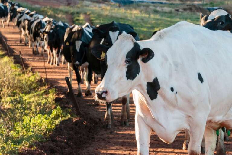 Ceva aborda úlcera em úbere durante a Interleite