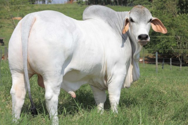 Brahman – genética “brasileira” pelo mundo - Feed&Food