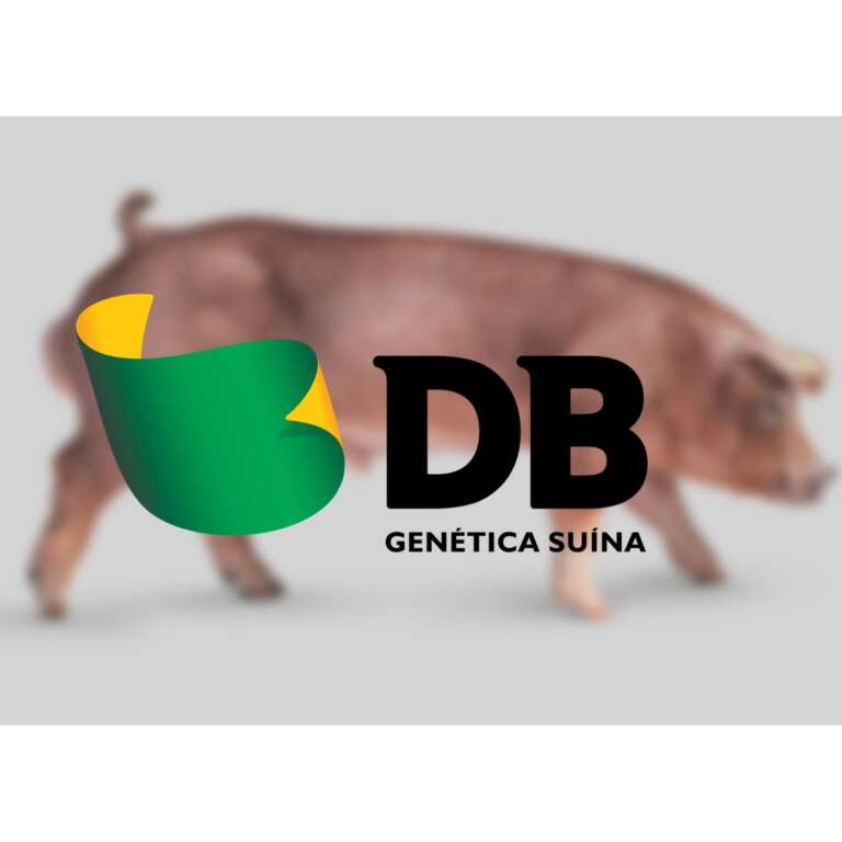 DB Genética Suína importa novo lote de reprodutores