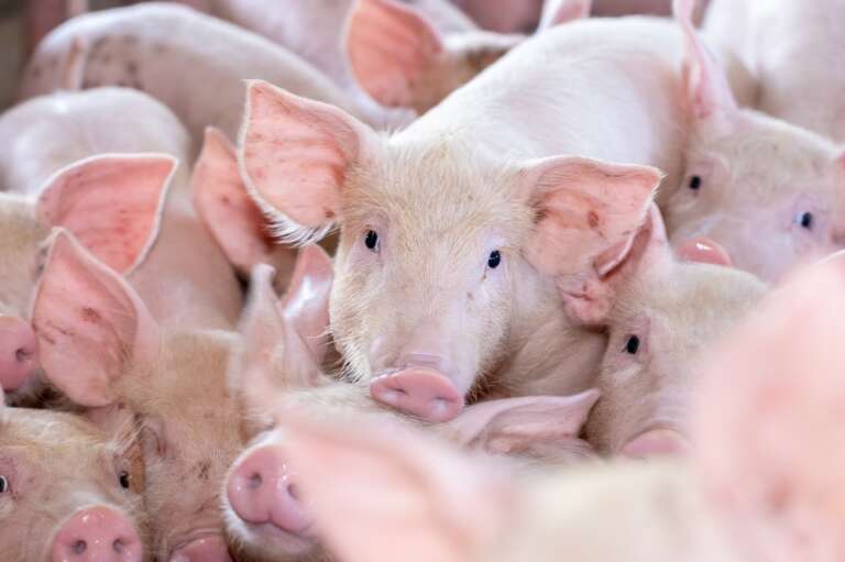 A realidade do abate animal no dia a dia da produção