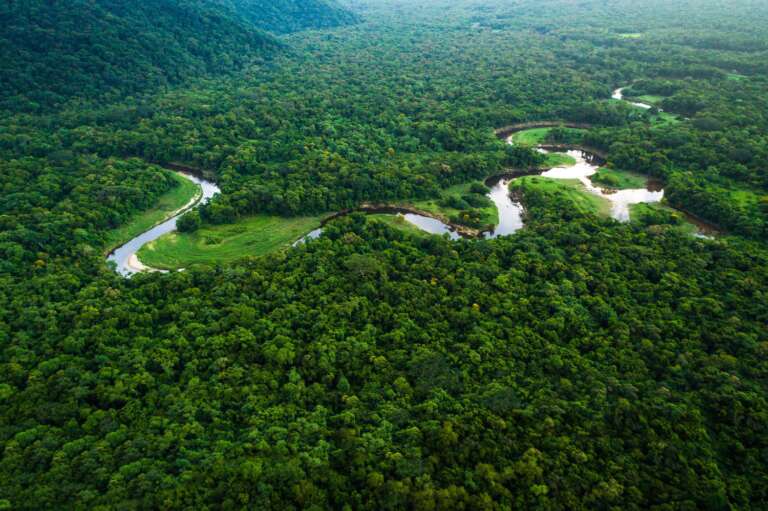 Preservação da Amazônia: a pecuária brasileira não está de mãos atadas