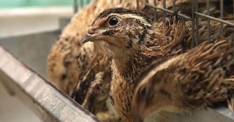 Evento para criadores de codornas ganha segunda edição