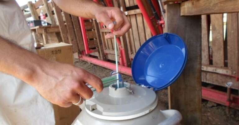 Paraíba retomará inseminação artificial bovina