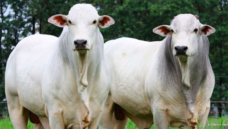 Brasil envia primeiro embarque de carne bovina ao Vietnã, iniciando exportações após abertura de mercado e fortalecendo relações comerciais