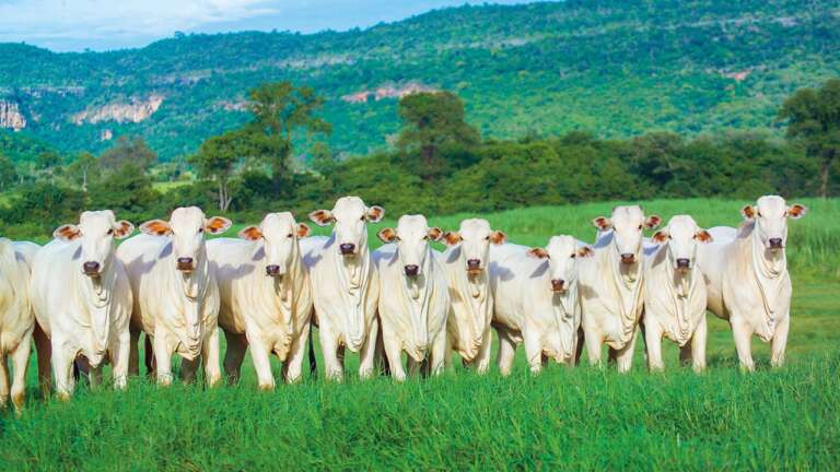 Abate de animais de produção no Brasil deve seguir regras de bem-estar