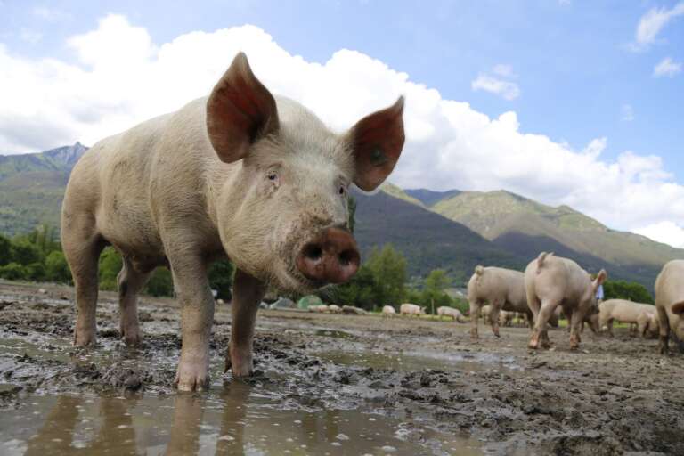 Peste suína alavancará mercado de carne brasileira