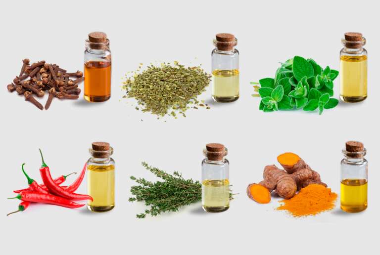 Bioativos Safeeds são alternativa segura para produção animal
