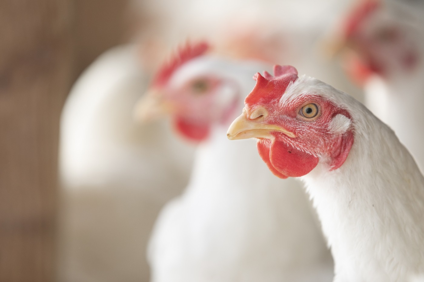 Vaxxinova fortalece saúde aviária na APA 2024