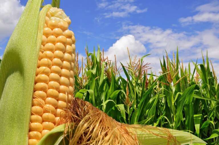 O melhoramento genético do milho eleva a produtividade, amplia a oferta de insumos para nutrição animal e fortalece a sustentabilidade da cadeia de proteína no Brasil