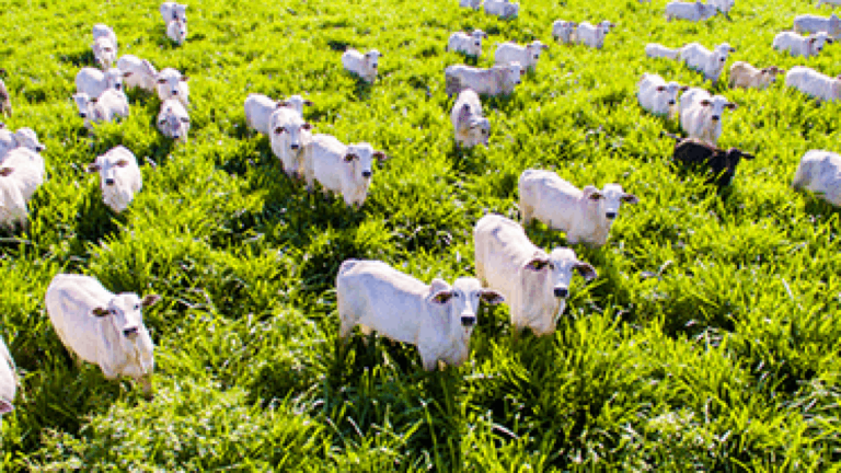 Senar lança minicursos na área de pastagem