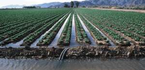 agricultura irrigada