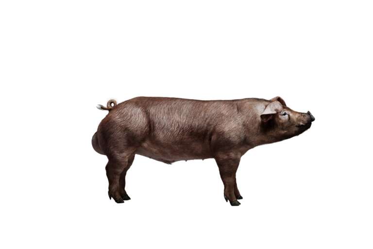 Topigs Norsvin oferta animal com alta conversão alimentar