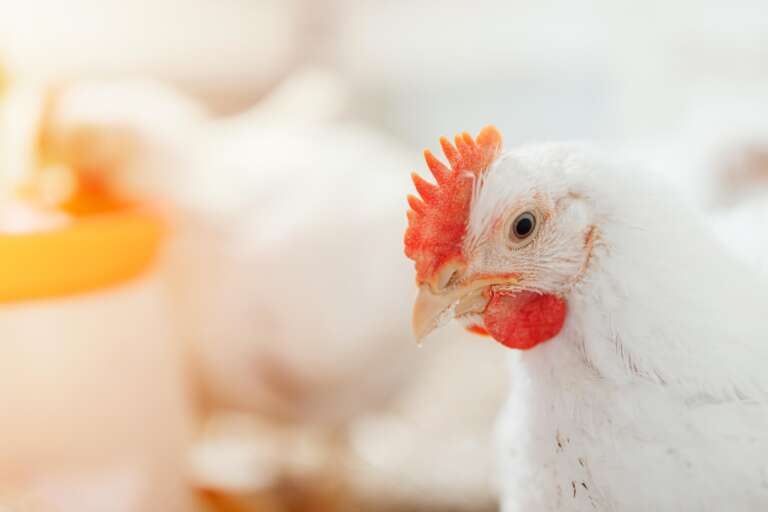 Kemin destaca possibilidade de reduzir custo da ração do frango