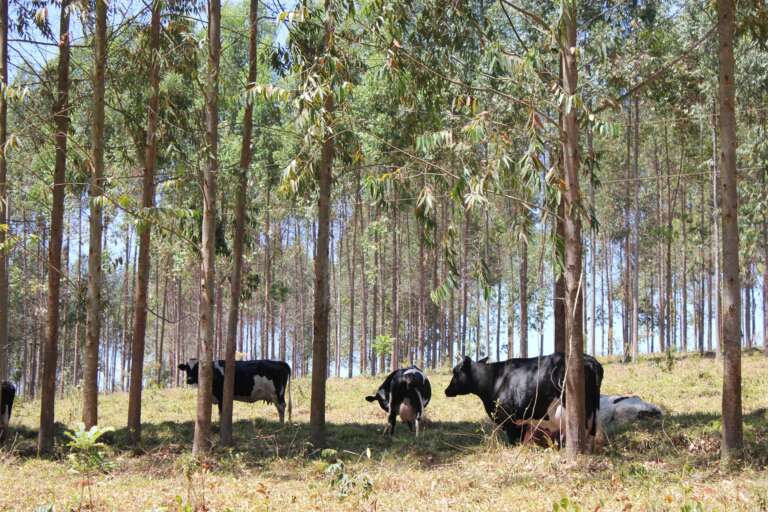 Embrapa e Nestlé firmam parceria para Net Zero