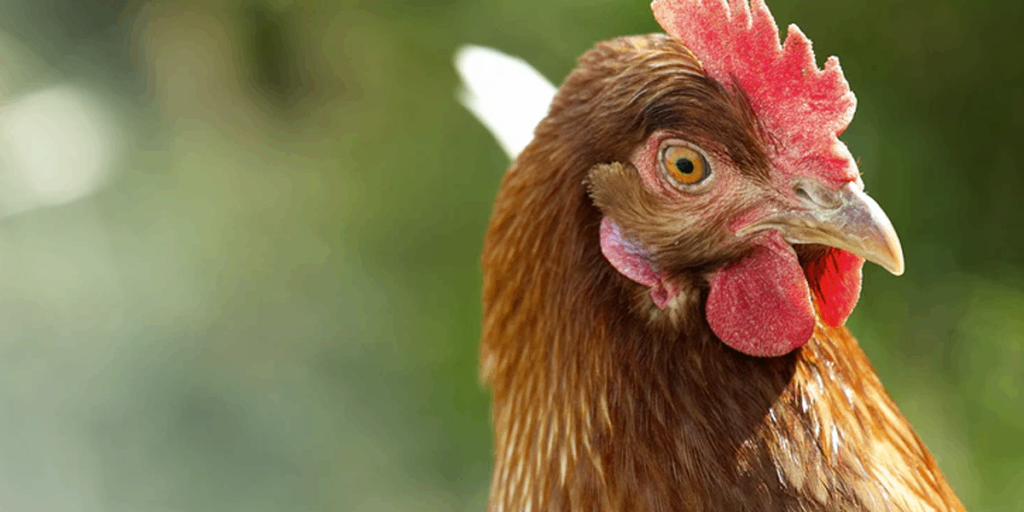 NoBirdFlu