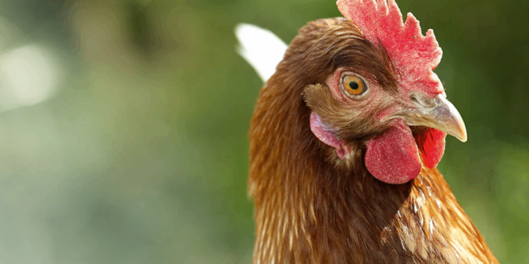 Cuidado com a ambiência reduz impacto do inverno na produtividade de aves poedeiras