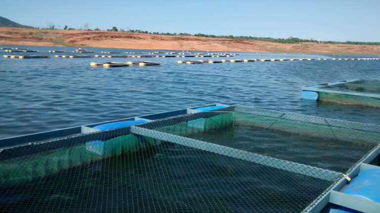 Altas temperaturas fortalecem Streptococcus