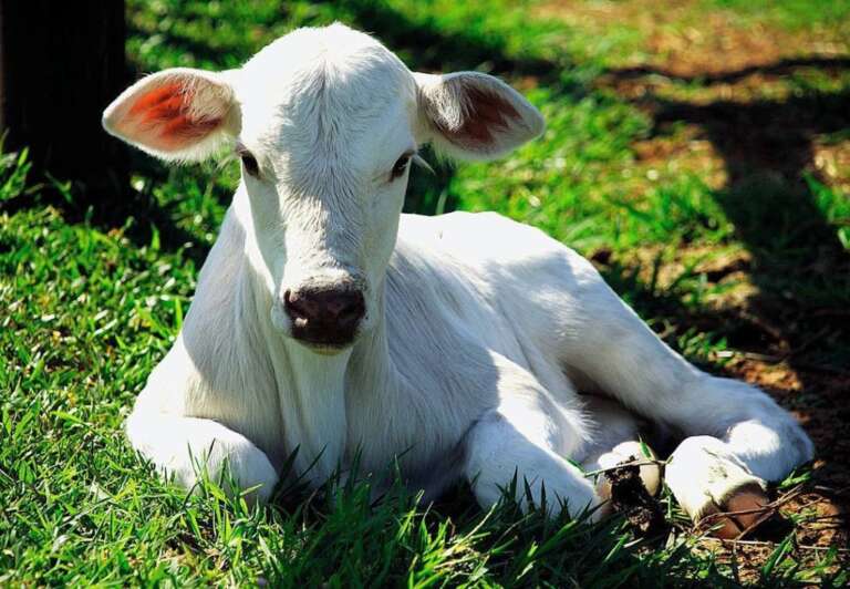 Cura do umbigo em bezerro é pautada pela Biogénesis Bagó