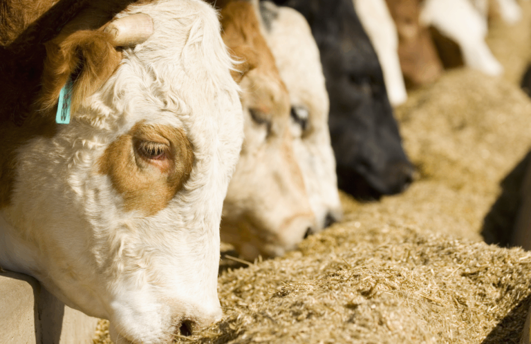 alimentação bovina