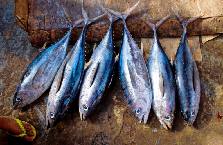 Preços de peixes variam até 14% em abril, indica estudo do Dieese