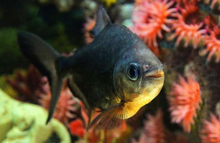 pacu