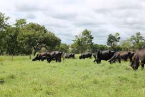 Rebanho Girolando na fazenda modelo da FAZU