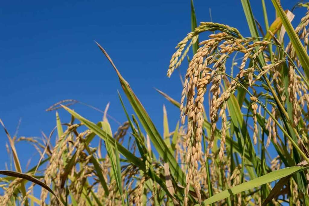 plantacao de arroz