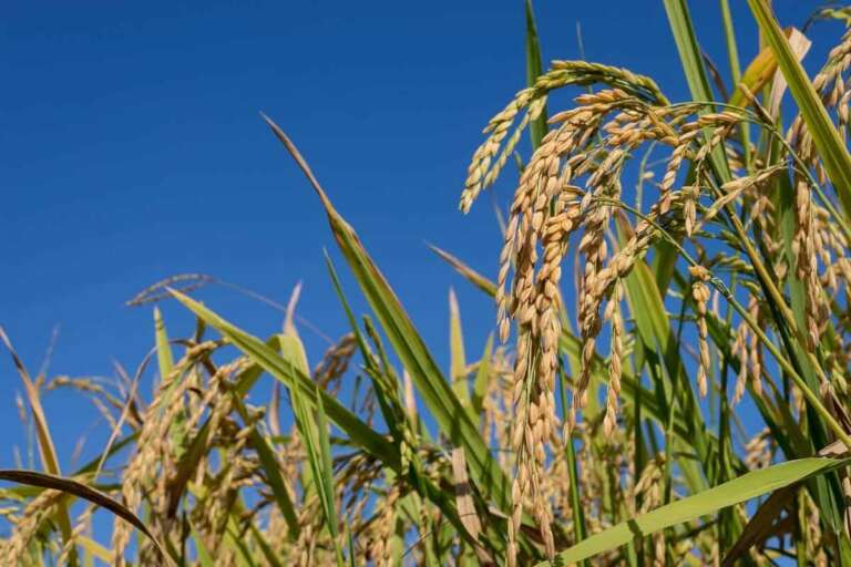 plantacao de arroz
