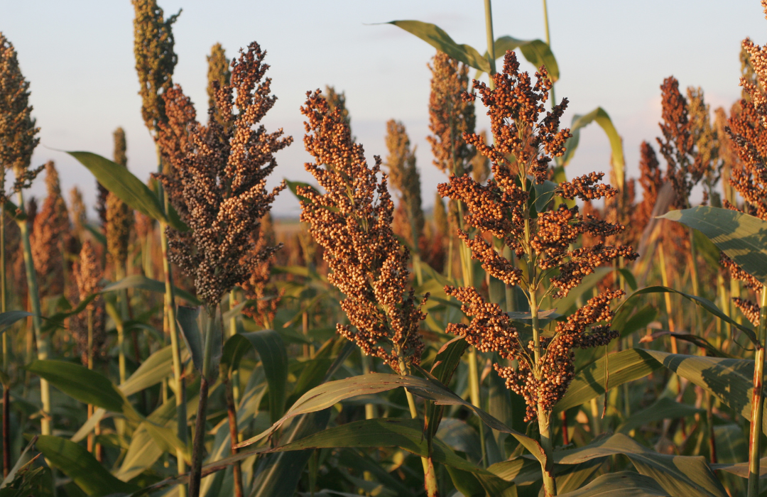 sorgo