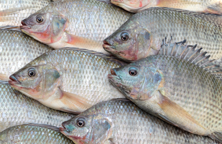 Palestras apontam o melhor da produção mundial de pescados
