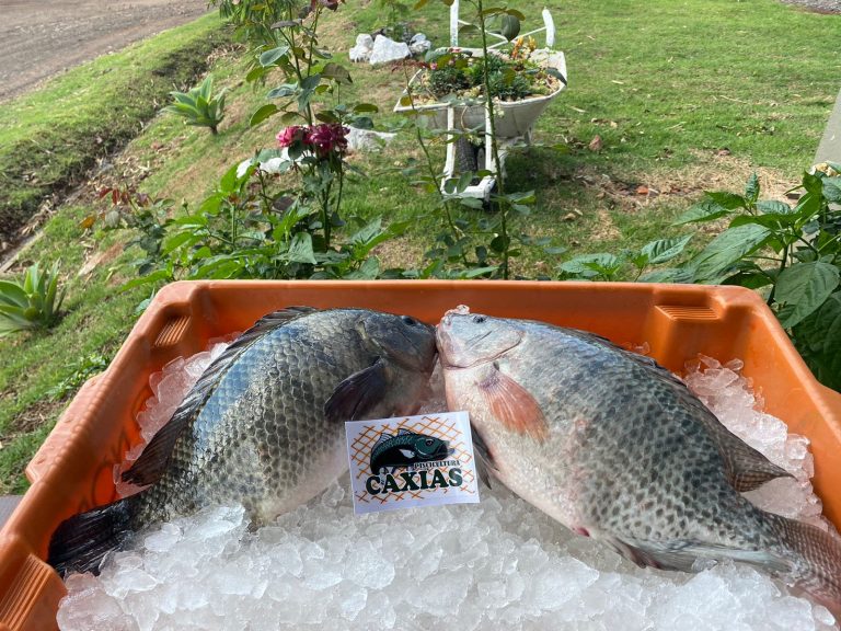 Pescado brasileiro entra para mercado muçulmano