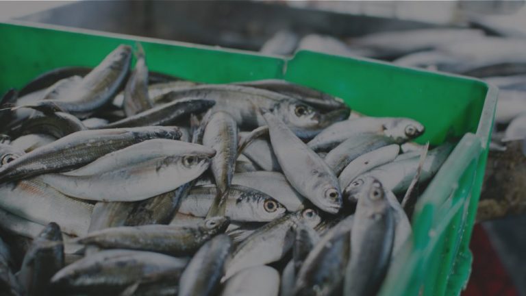 Fórum reunirá diferentes vertentes da produção de pescados