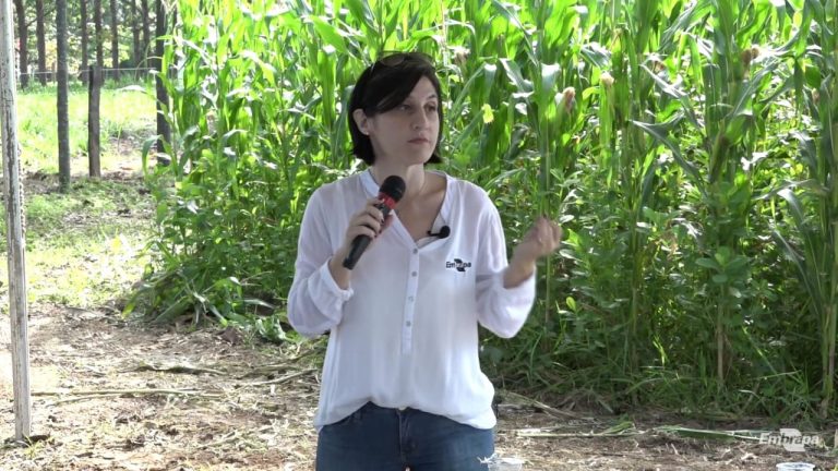Produção sustentável de grãos é prática necessária no agro