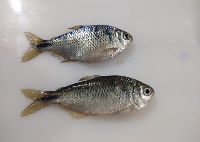 Cientistas reproduzem lambaris-do-rabo-amarelo em laboratório
