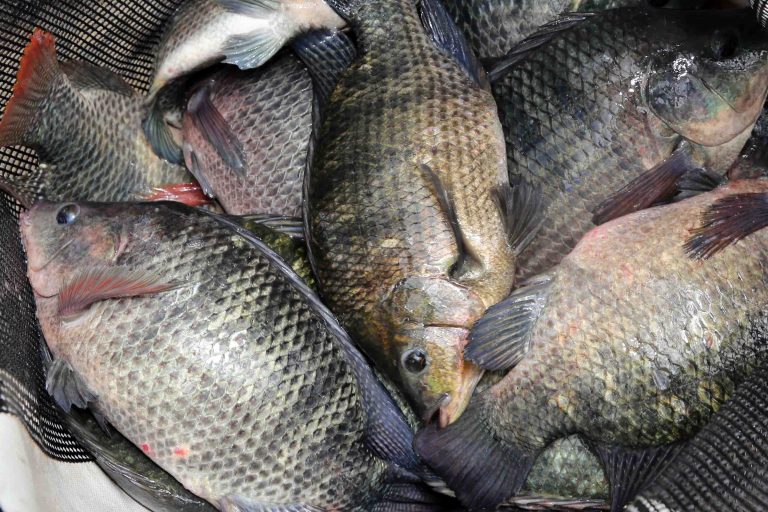 Produção de tilápia apresenta ciclos curtos em Tocantins (TO)