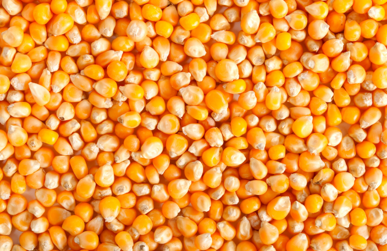 Preços do milho seguem em queda no Brasil