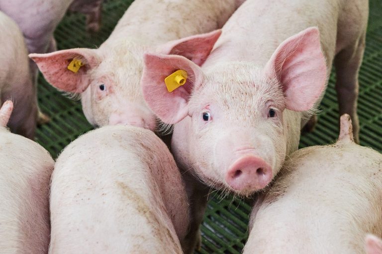 Poder de compra do suinocultor avança em novembro