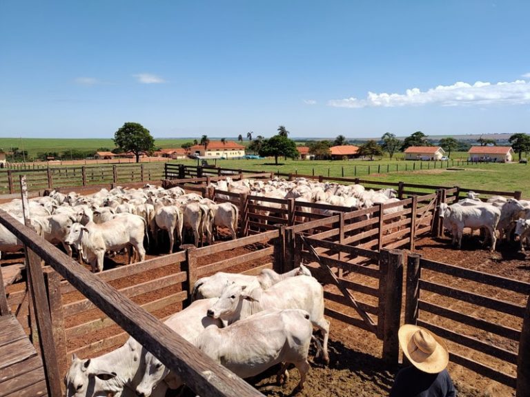 SP segue com campanha de vacinação contra febre aftosa