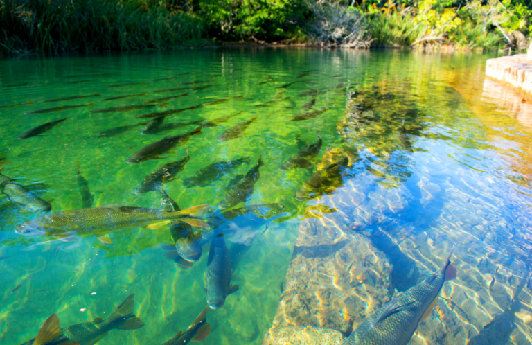 Cooperativa solta 10 mil peixes nativos em rio de Carambeí
