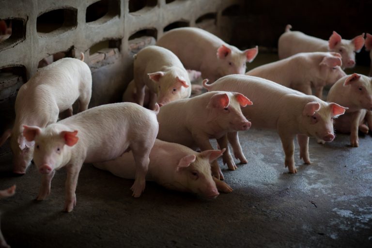 IBGE divulga Estatística da Produção Pecuária 2022