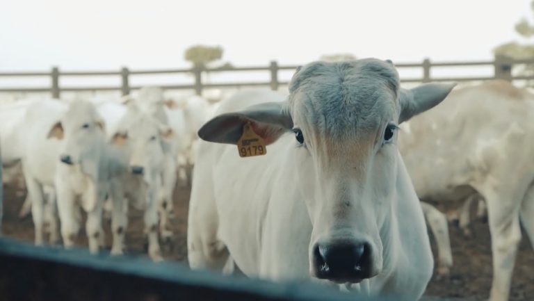 PL visa proibir marcação de animais a ferro quente