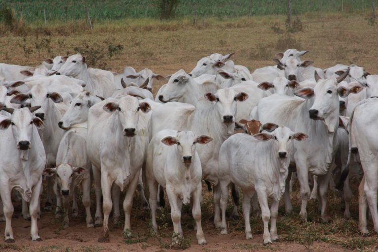 ANCP atualiza índice bioeconômico MGTe