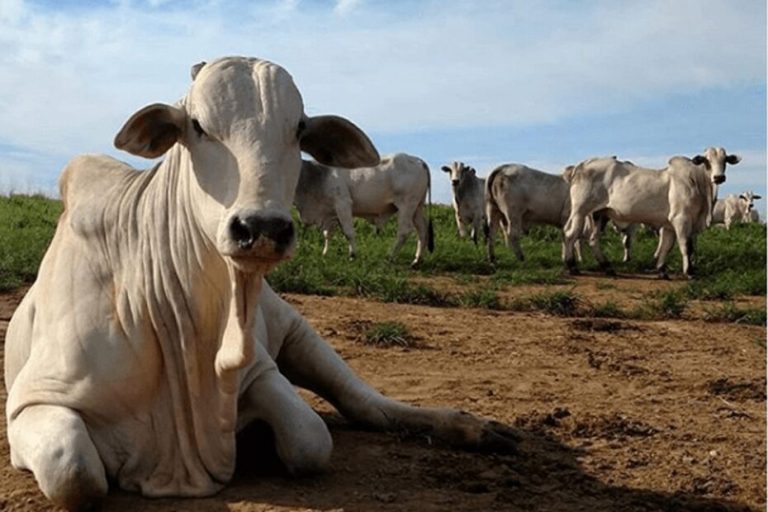 Caso de ‘vaca louca’ não afeta mercado de consumo