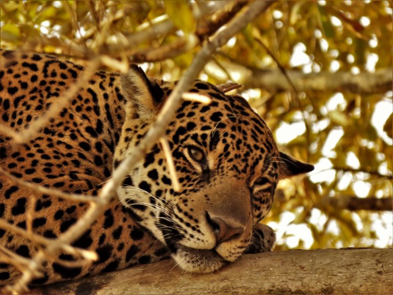 Projeto visa conservação de felinos e proteção de bovinos
