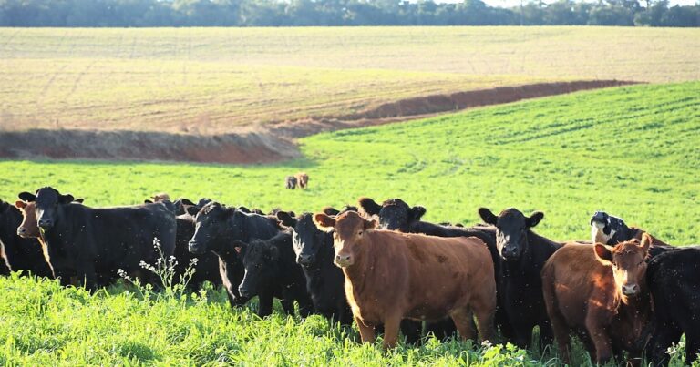 REPRODUÇÃO: CNA