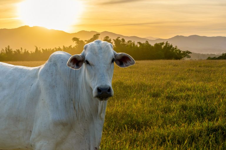 Pantanal aumenta produção de carne sustentável em 97%